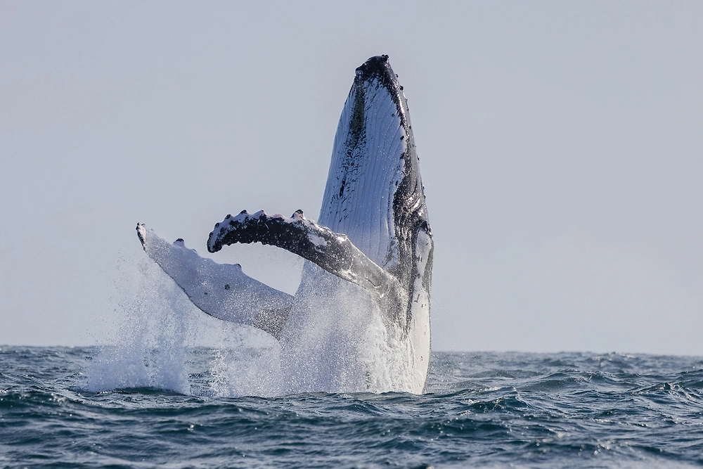 Обложка © Shutterstock / FOTODOM / Hyserb