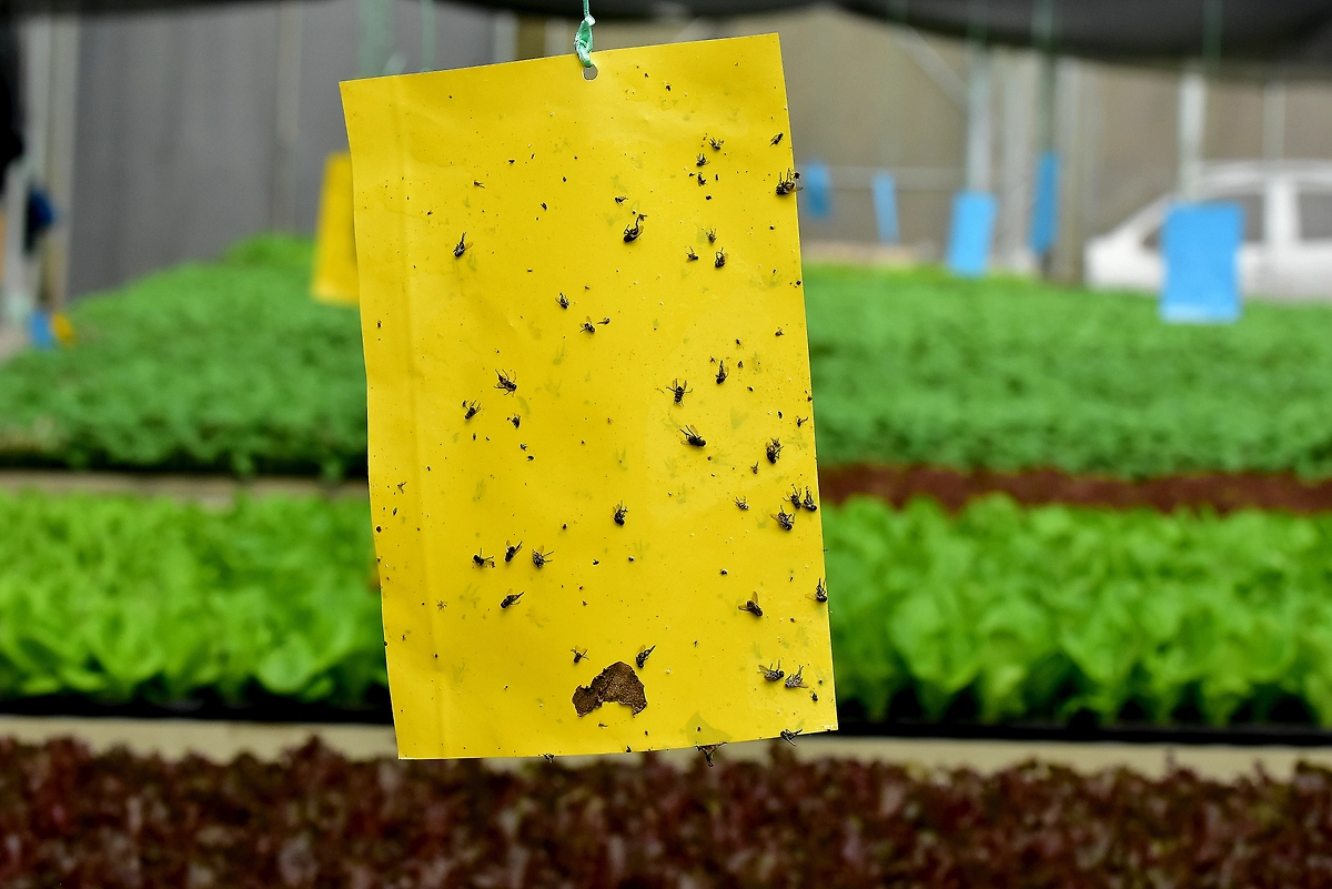 Мошки в почве: есть ли опасность для человека? Фото © Shutterstock / FOTODOM / MrKumai.blogspot.com