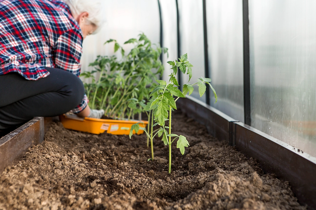 Что делать, чтобы чёрные и белые мошки не появлялись на грядках? Фото © Shutterstock / FOTODOM / PhotoJuli86