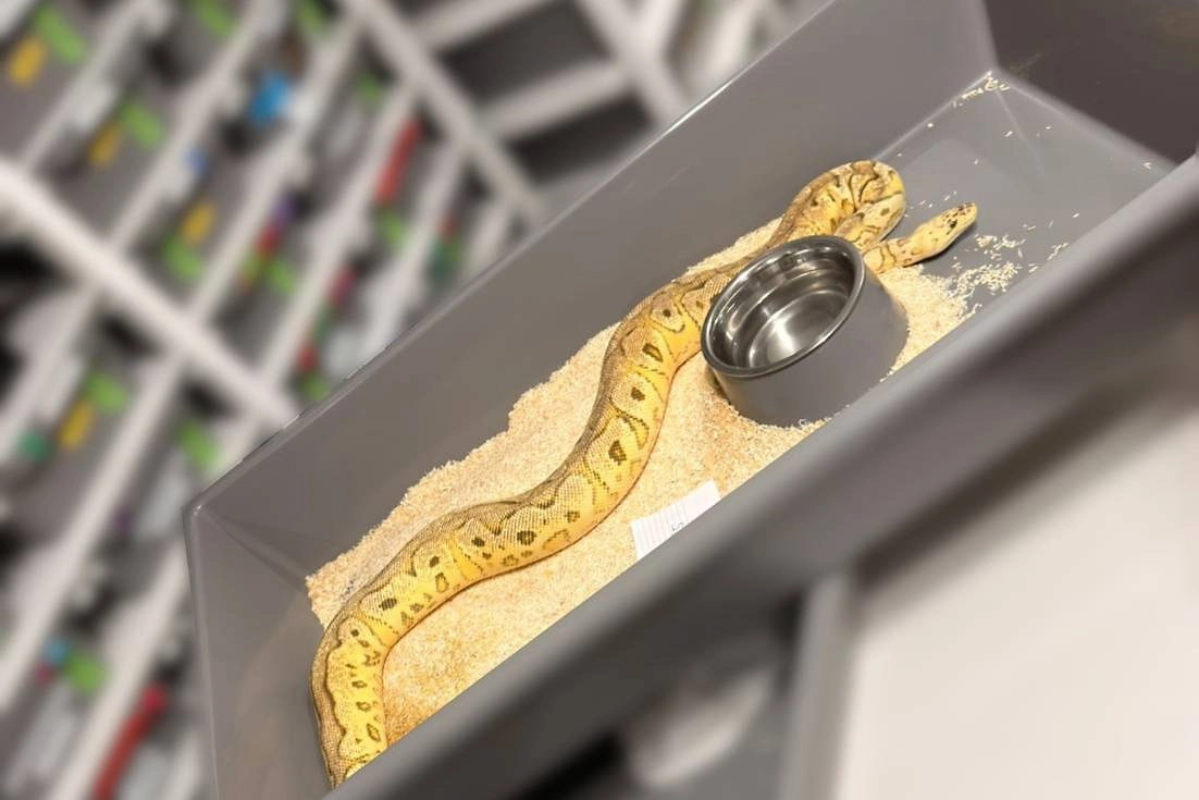 Изъятые королевские питоны. Фото © Policja Małopolska