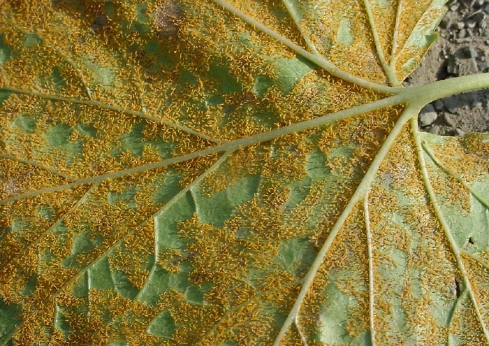 Почему в Америке запрещали чёрную смородину? Причины истребления ягод. Фото © Wikipedia 