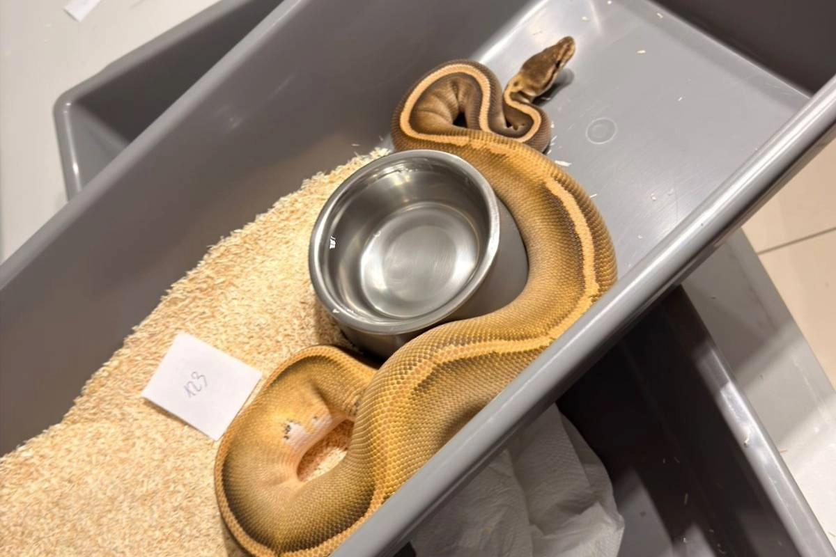 Изъятые королевские питоны. Фото © Policja Małopolska