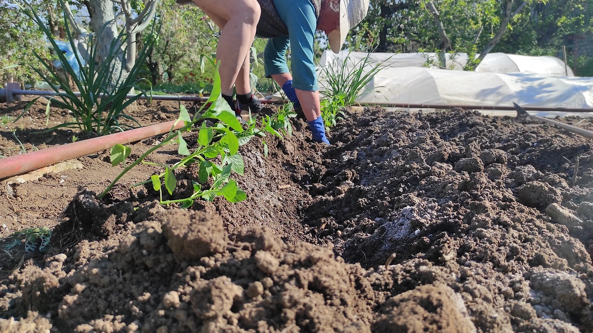 Полный гид по работе на даче в конце апреля 2026 года: посадки, лунный календарь, защита от заморозков. Фото © Shutterstock / FOTODOM / AnyanBeli
