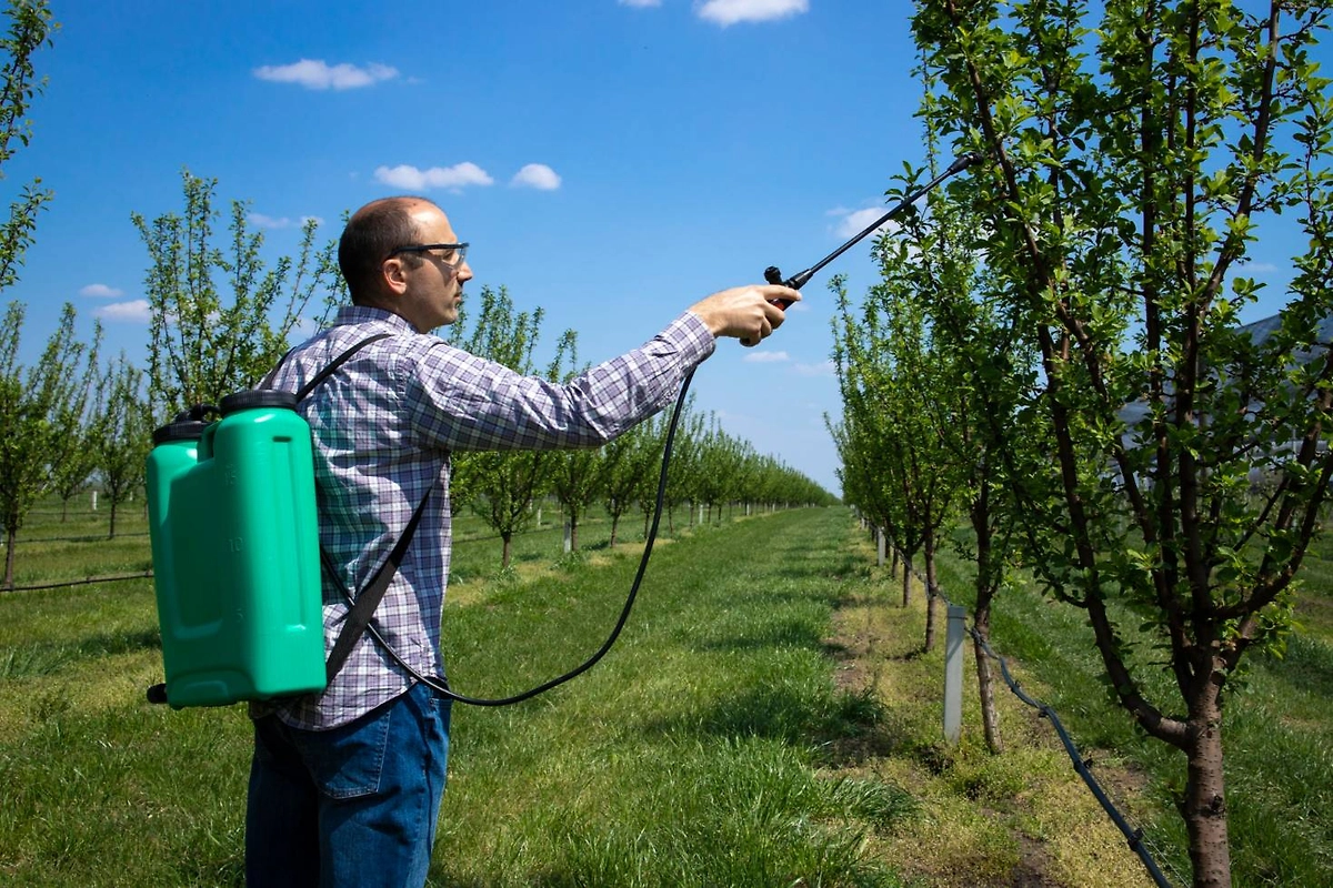 Клеевой ловчий пояс для деревьев: секреты эффективной защиты сада. Фото © Freepik