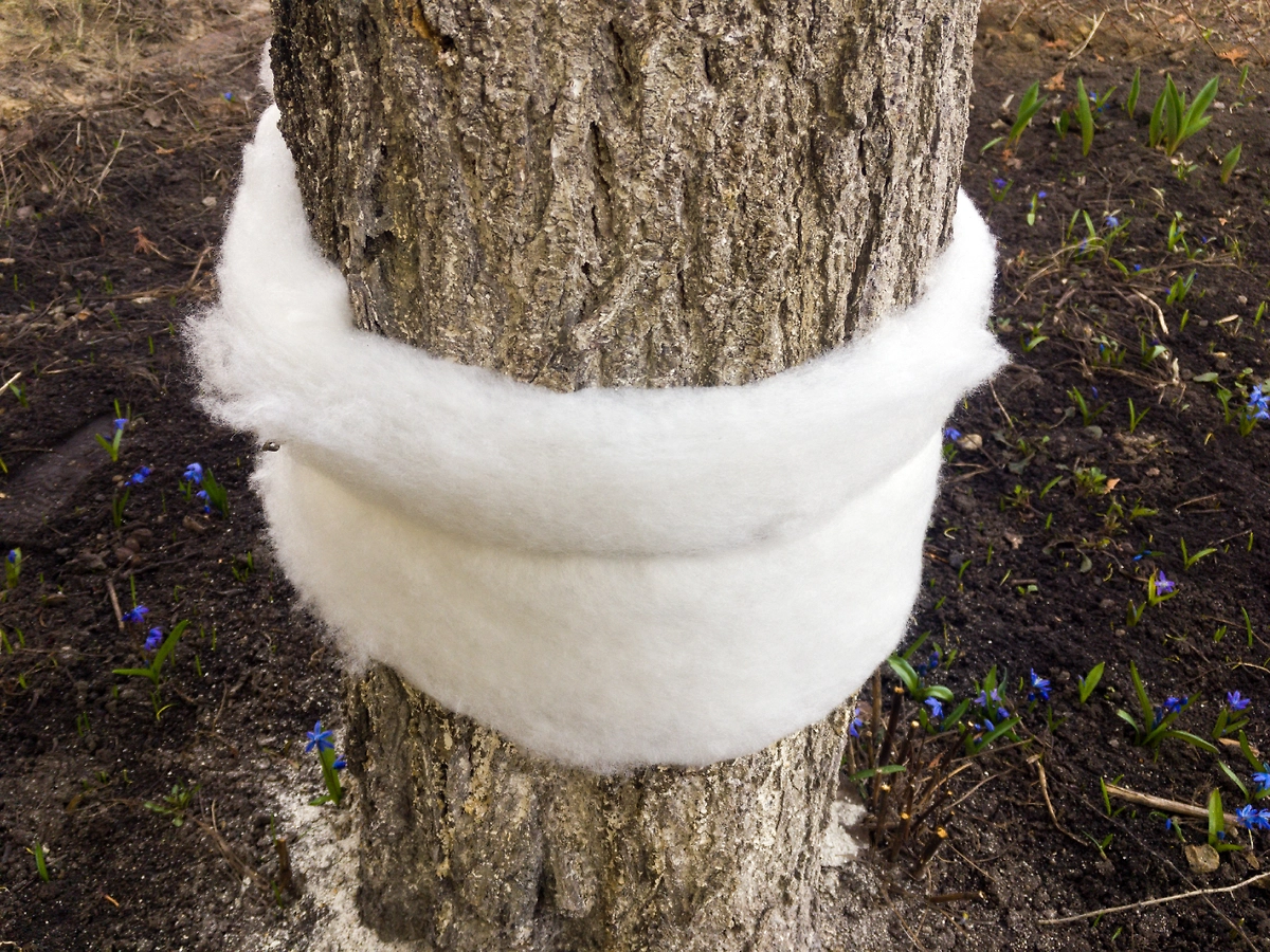 Как установить ловчий пояс на яблоню: пошаговая инструкция. Фото © Shutterstock / FOTODOM / VPales