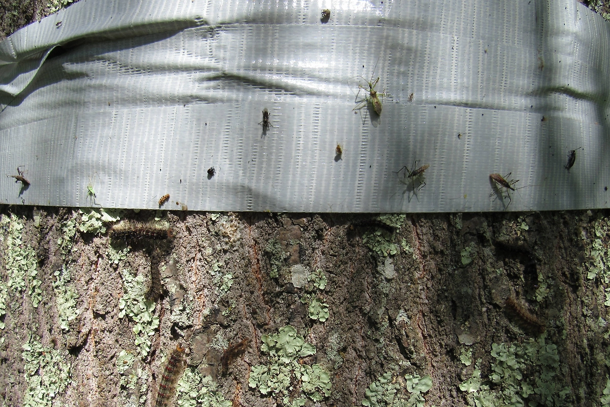 Ловчий пояс своими руками: простой способ спасти урожай от насекомых. Фото © Shutterstock / FOTODOM / Isabel Eve