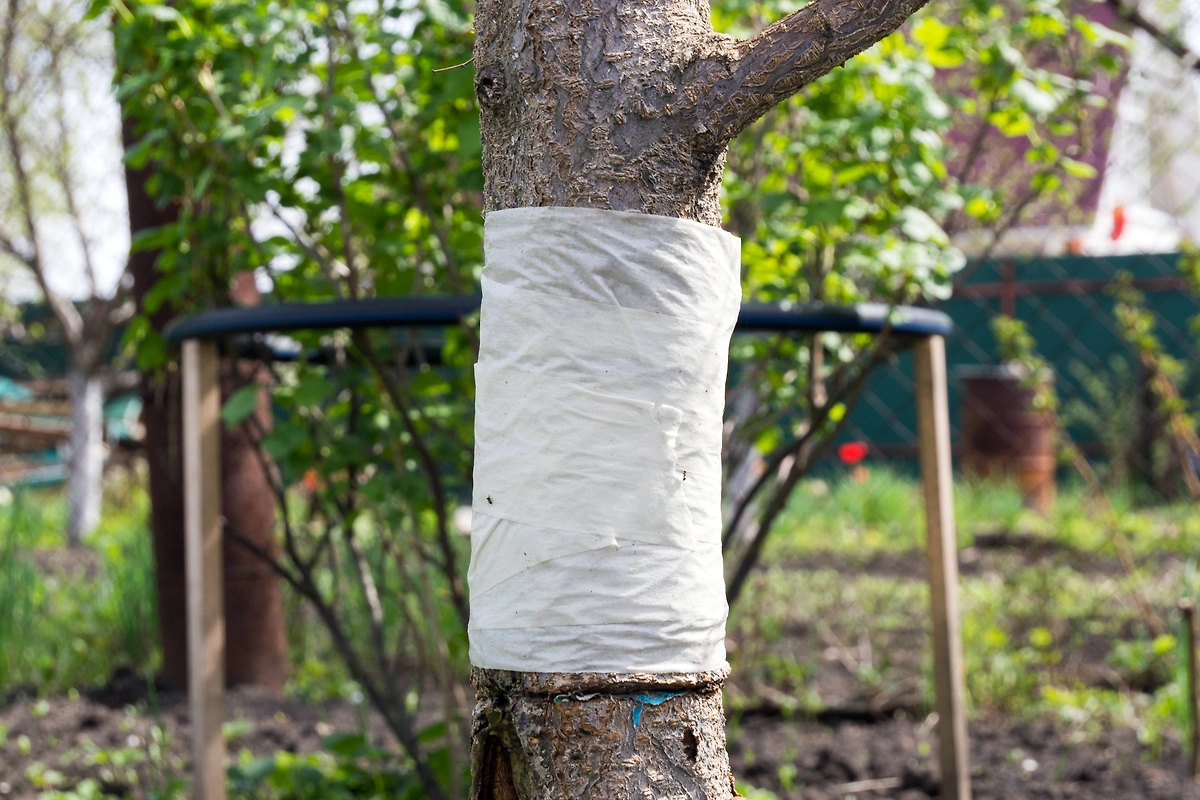 Защита деревьев от вредителей: три типа ловчих поясов для сада. Фото © Shutterstock / FOTODOM / VPales