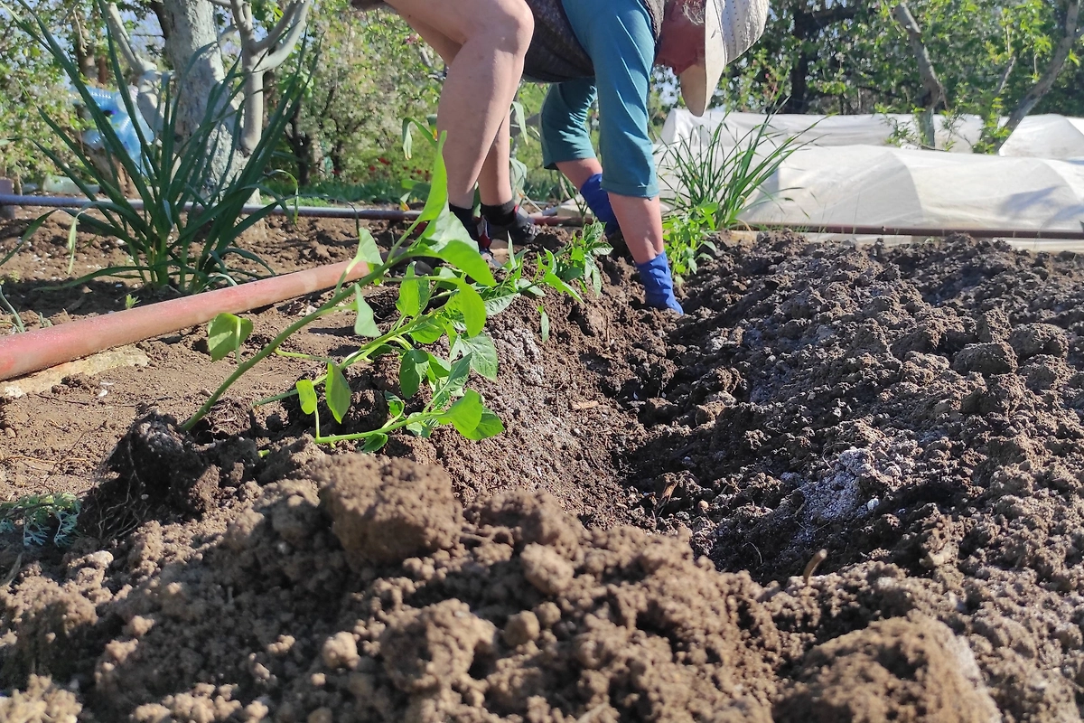 Пересадка в открытый грунт: топ-10 ошибок, которые убьют ваш огород. Фото © Shutterstock / FOTODOM / AnyanBeli