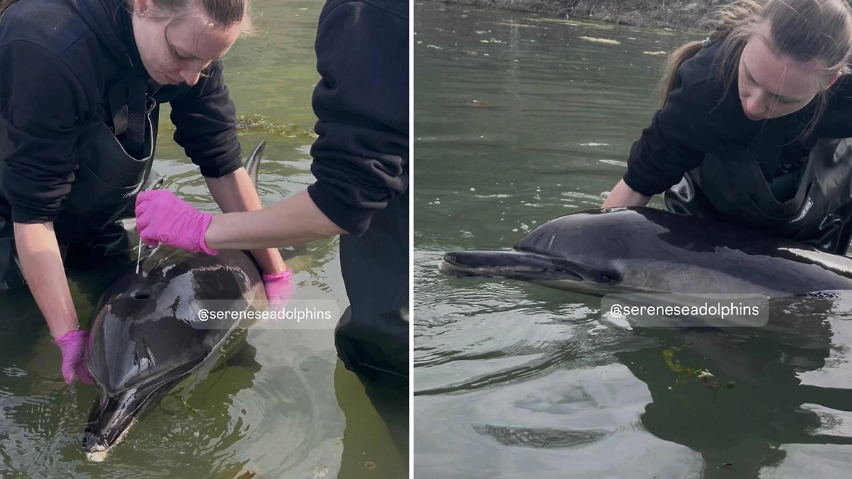 В Севастополе третий день спасают ослабленного дельфина-белобочку. Фото © Telegram / Центр «Безмятежное Море»