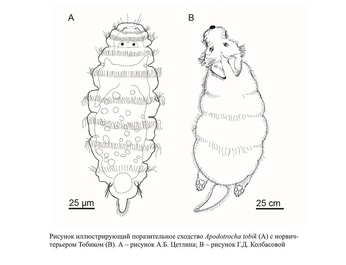 Сравнение контуров тела Apodotrocha tobik и пса Тобика. Фото © Max / МГУ имени М.В. Ломоносова