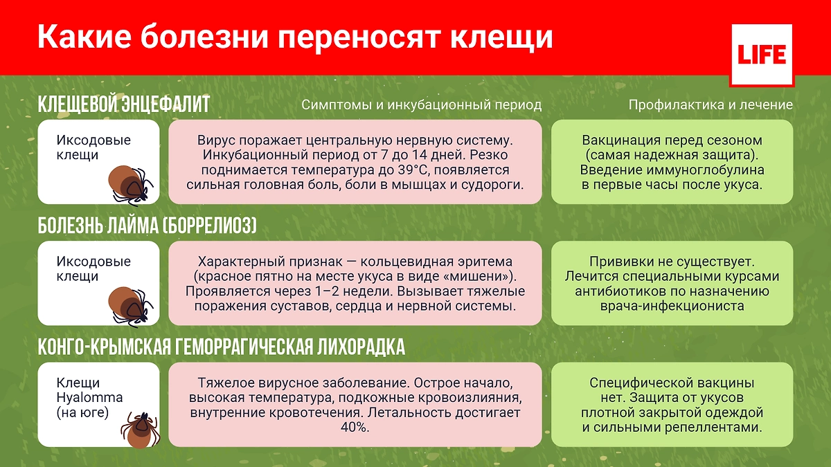 Какие болезни переносят клещи. Инфографика © Life.ru