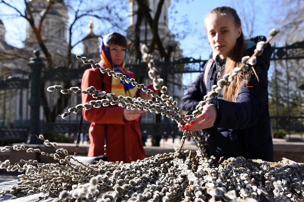 Традиции Вербного воскресенья: как выбрать вербу 2026? Фото © ТАСС / Николай Тришин