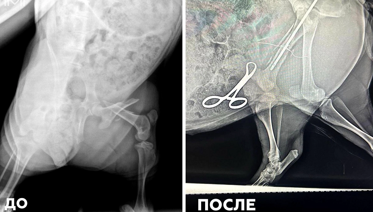 Минипигу восстановили лапу ветеринары в Москве. Фото © Telegram / Моя Ветклиника