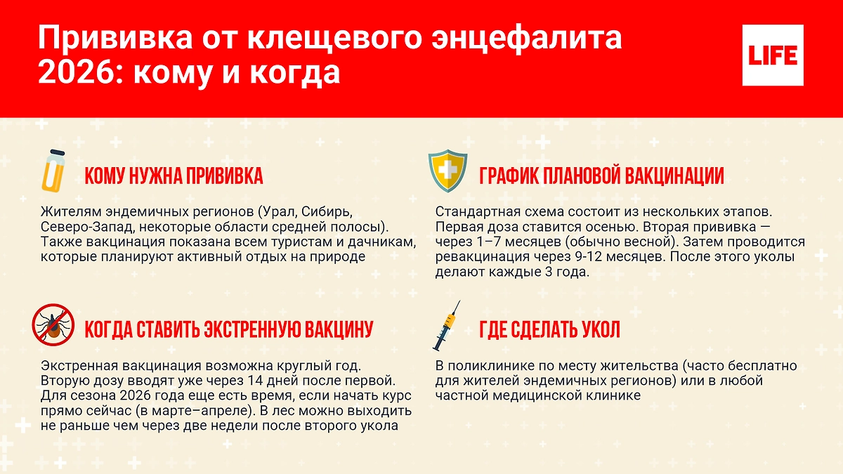 Вакцинация от энцефалита. Инфографика © Life.ru