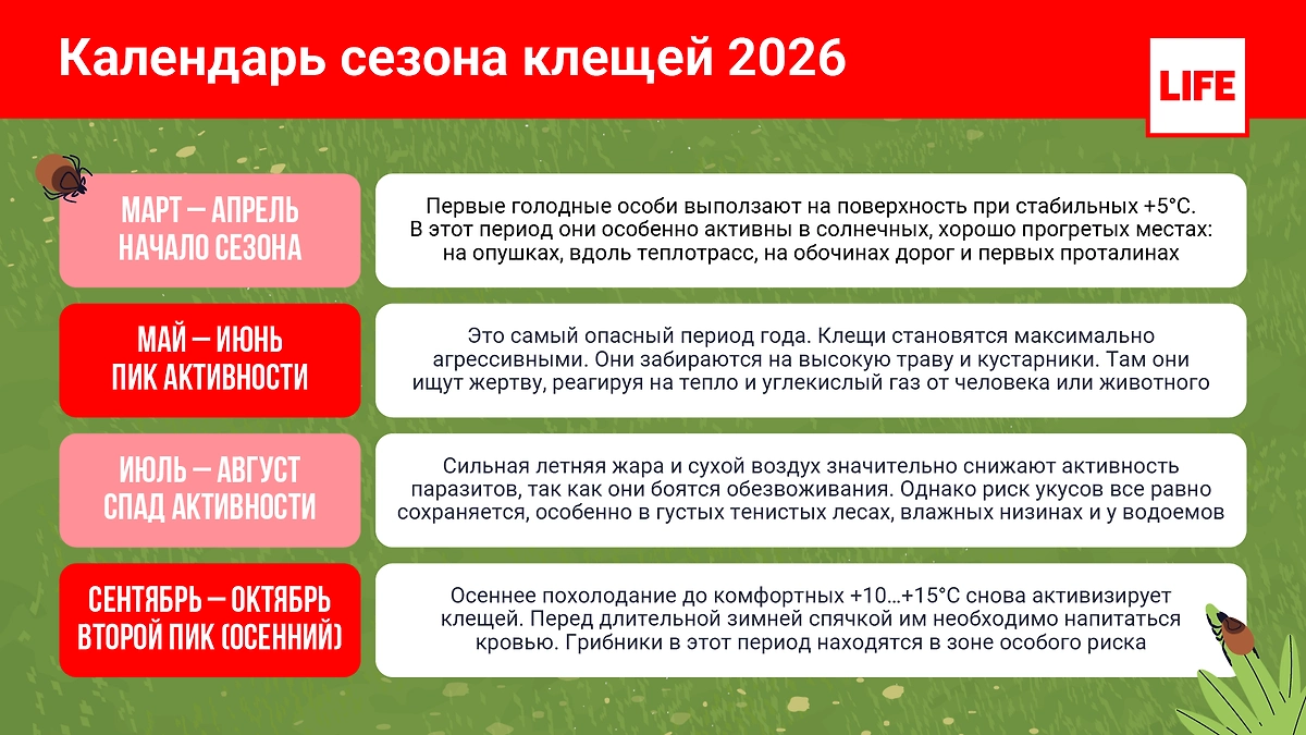 Календарь активности клещей в 2026 году. Инфографика © Life.ru