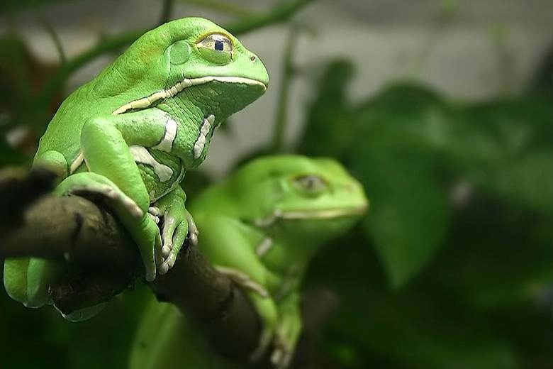 Гигантские зелёные филломедузы. Фото © Wikipedia