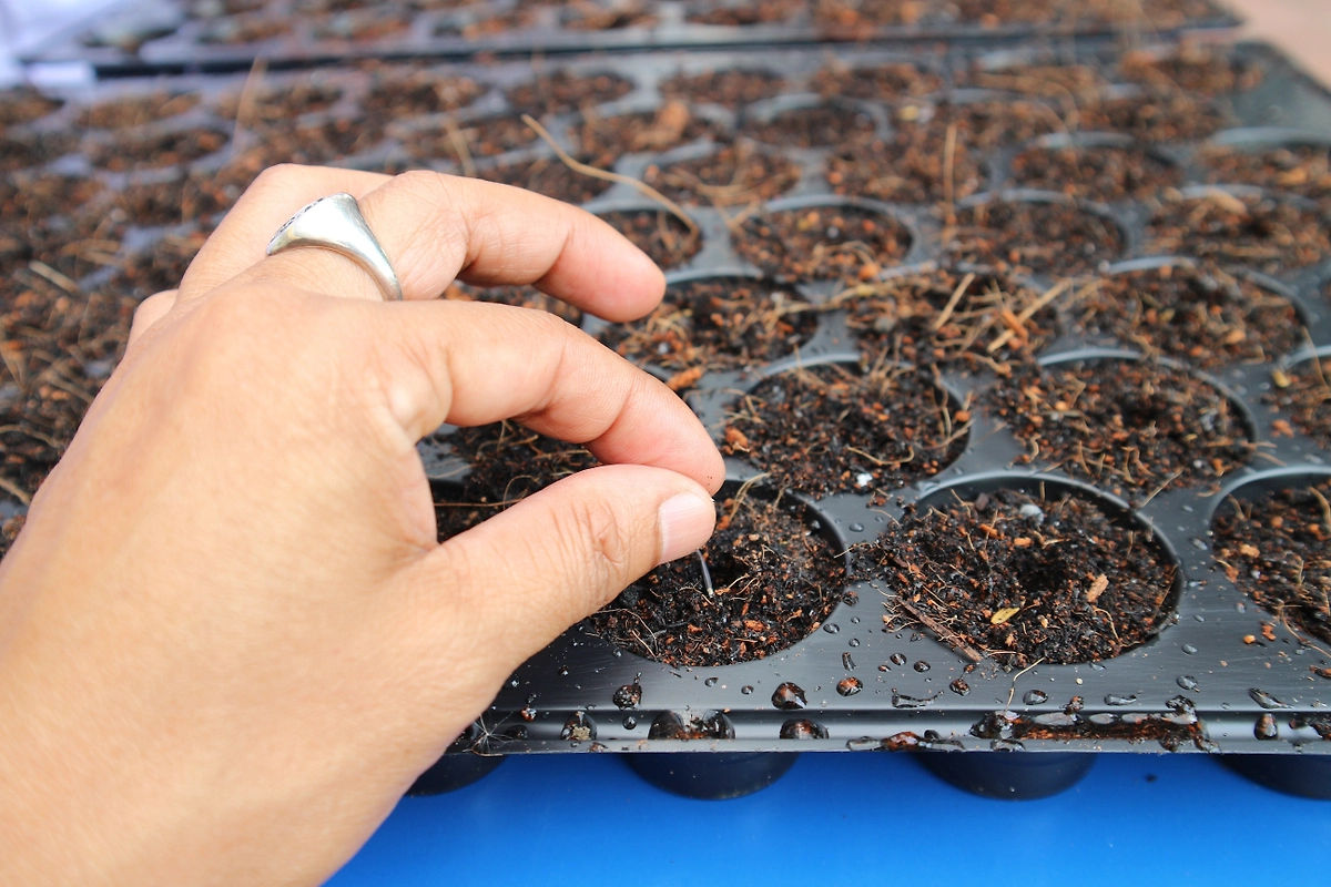 Нужно ли замачивать семена перед рассадой. Фото © Shutterstock / FOTODOM / Wikamol D