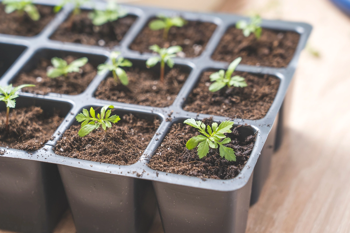 Что такое закаливание рассады? Лайфхаки для дачников 2026. Фото © Shutterstock / FOTODOM / AntonSAN