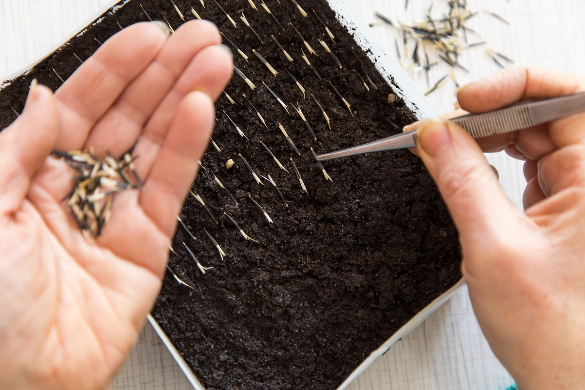 Как правильно посадить семена бархатцев: инструкция. Фото © Shutterstock / FOTODOM / Viktor Sergeevich