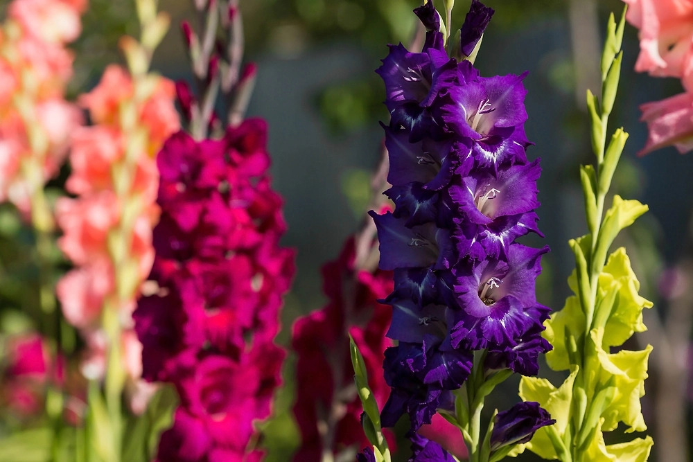 Гладиолусы как мужской цветок: откуда пошла советская традиция. Фото © Shutterstock / FOTODOM / PhotoJuli86