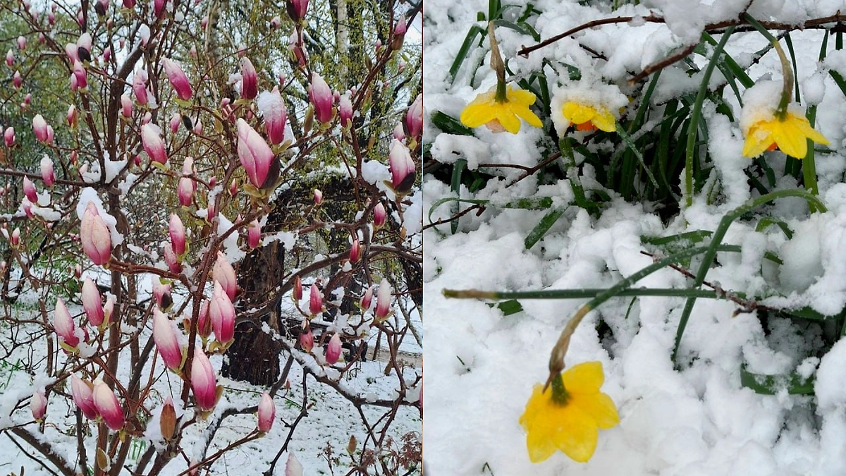 Последствия снегопада в Аптекарском огороде МГУ. Фото © Пресс-служба Аптекарского огорода МГУ