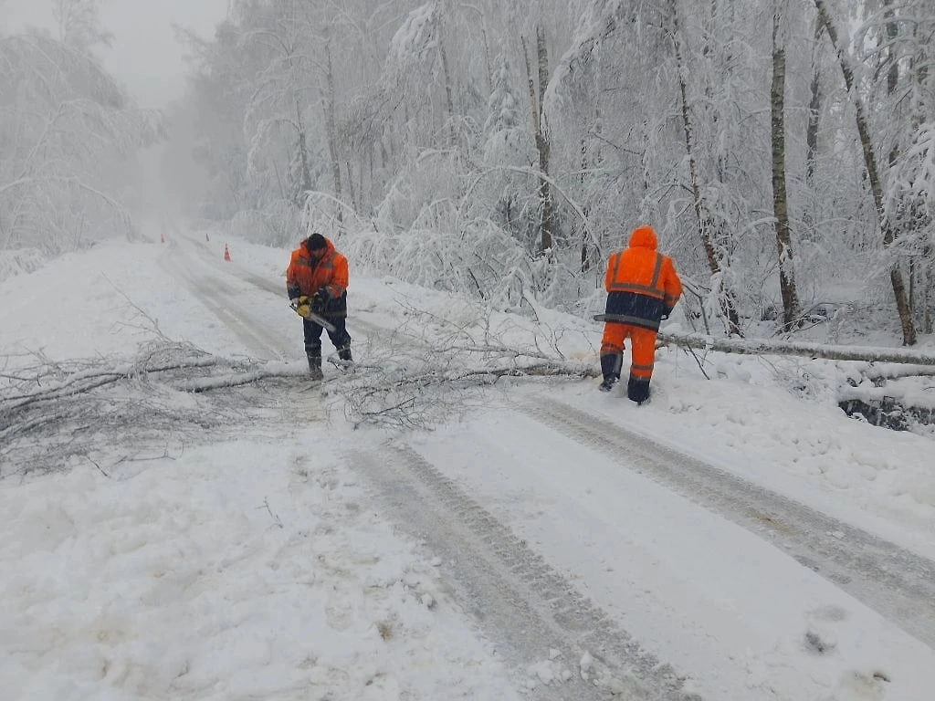 В Подмосковье из-за непогоды упали около 30 деревьев на проезжую часть. Фото © VK / Минтранс Подмосковья 