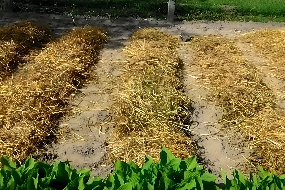 Посадка картофеля 2026: классический и современный способы. Фото © YouTube / Сад, огород и не только...