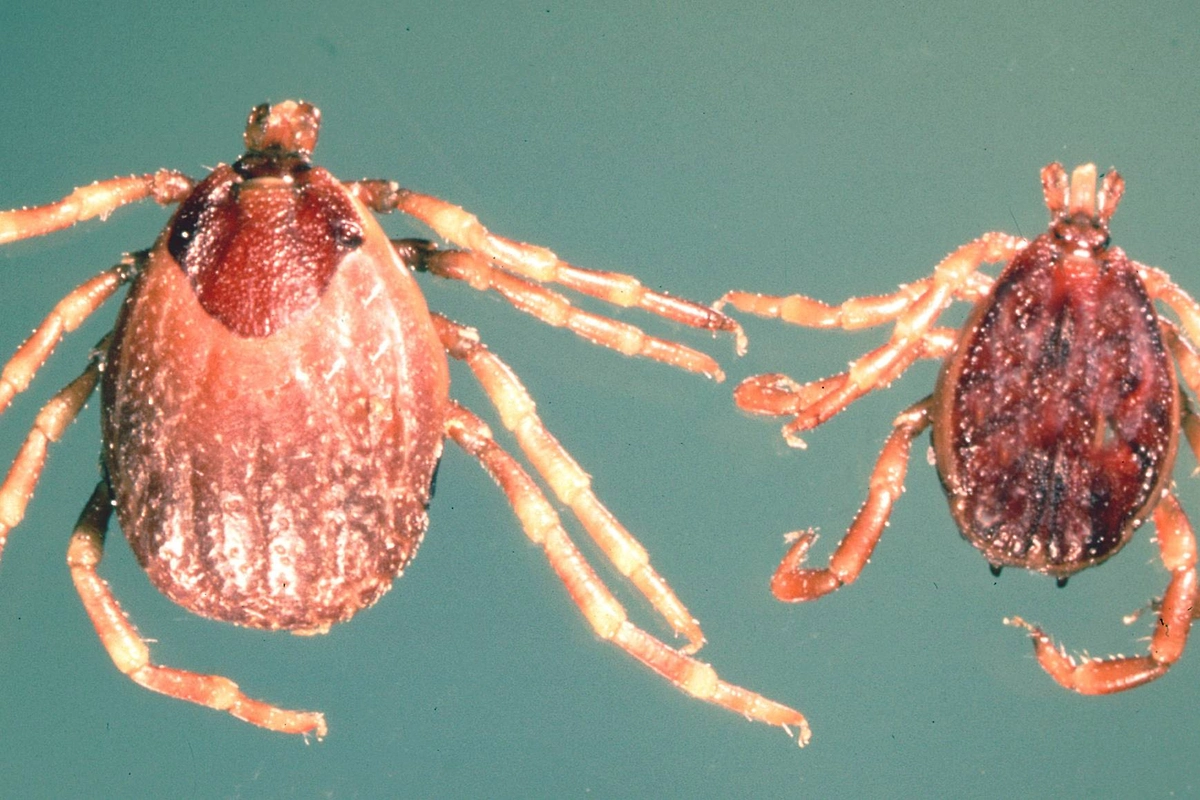 Клещи Hyalomma, «мутанты», в России: где встречаются и чем опасны для человека. Фото © Wikipedia / Alan R Walker.