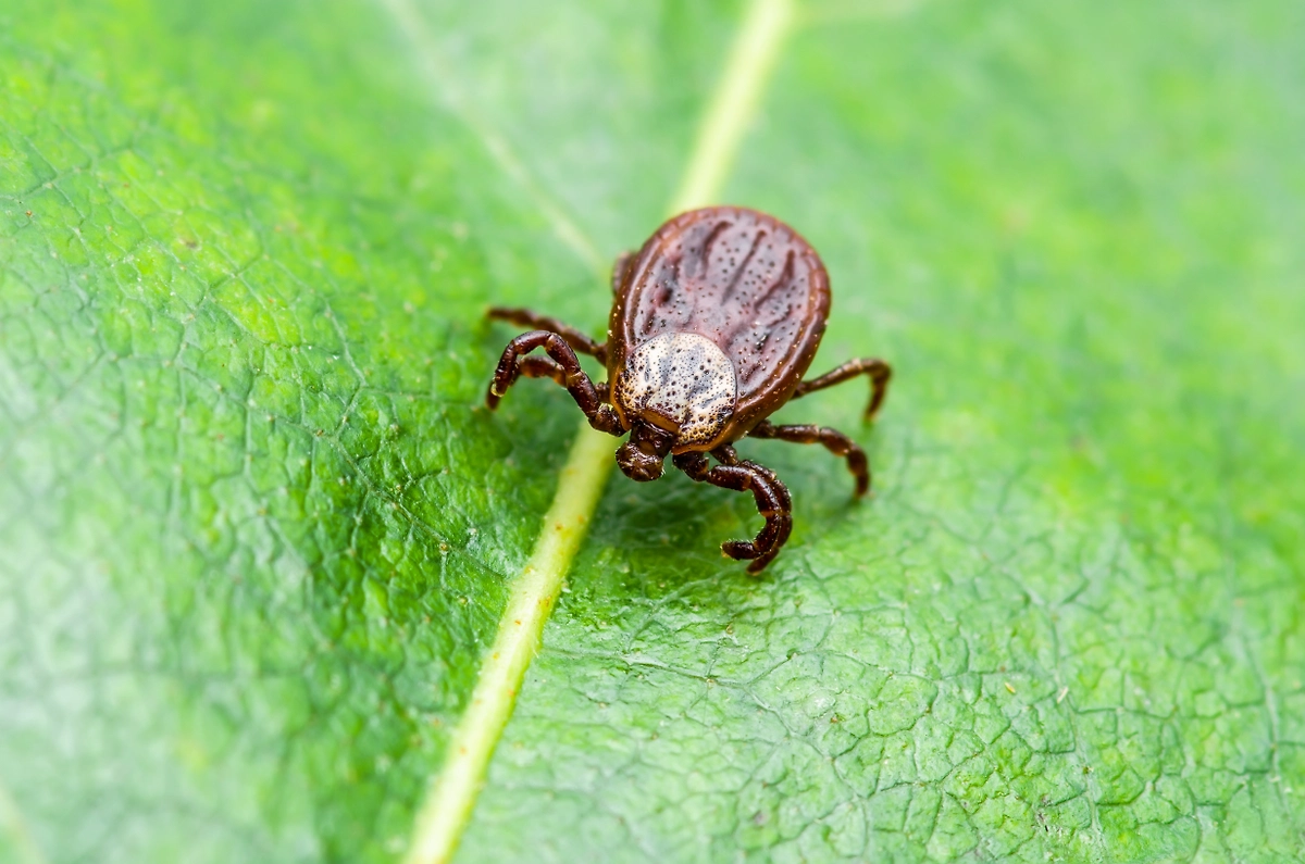 Как удалить клеща правильно: полный разбор от специалистов. Фото © Shutterstock / FOTODOM / nechaevkon
