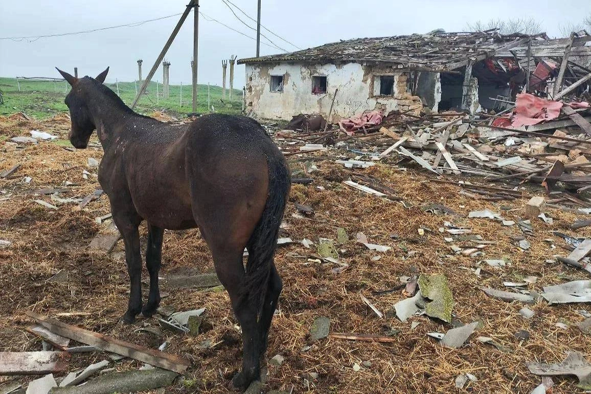 Украинские БПЛА атаковали конную ферму в Запорожской области. Обложка © Telegram / Балицкий Евгений
