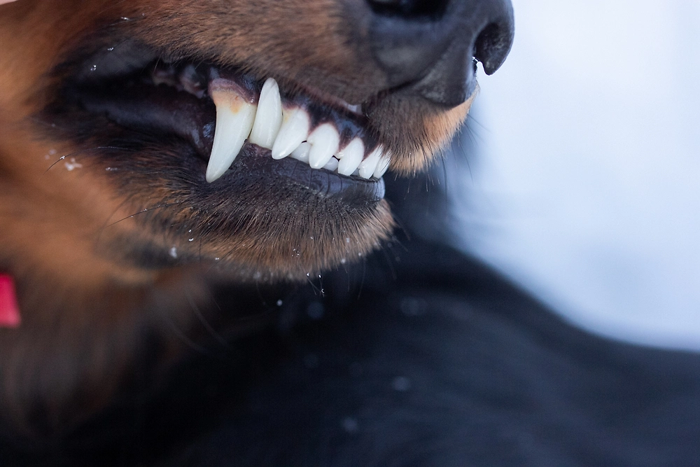 Обложка © Shutterstock / FOTODOM / Dasha Lapshina