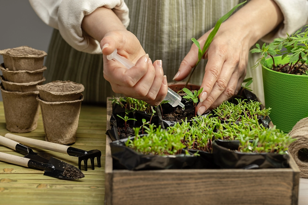 Когда вносить подкормку в рассаду: томаты, огурцы, баклажаны, перцы и другие культуры. Фото © Shutterstock / FOTODOM / Beloborod