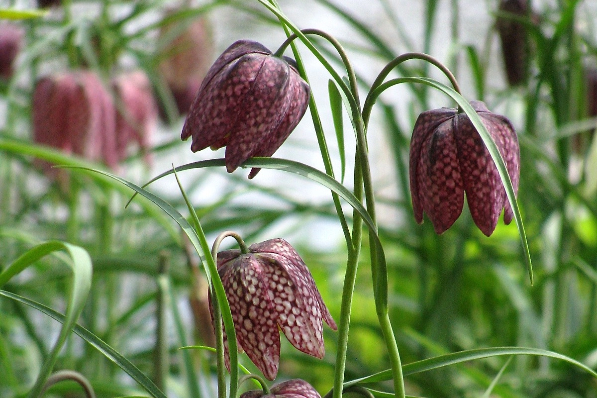 Шахматные рябчики: почему их стоит посадить. Фото © Wikipedia / Donar Reiskoffer