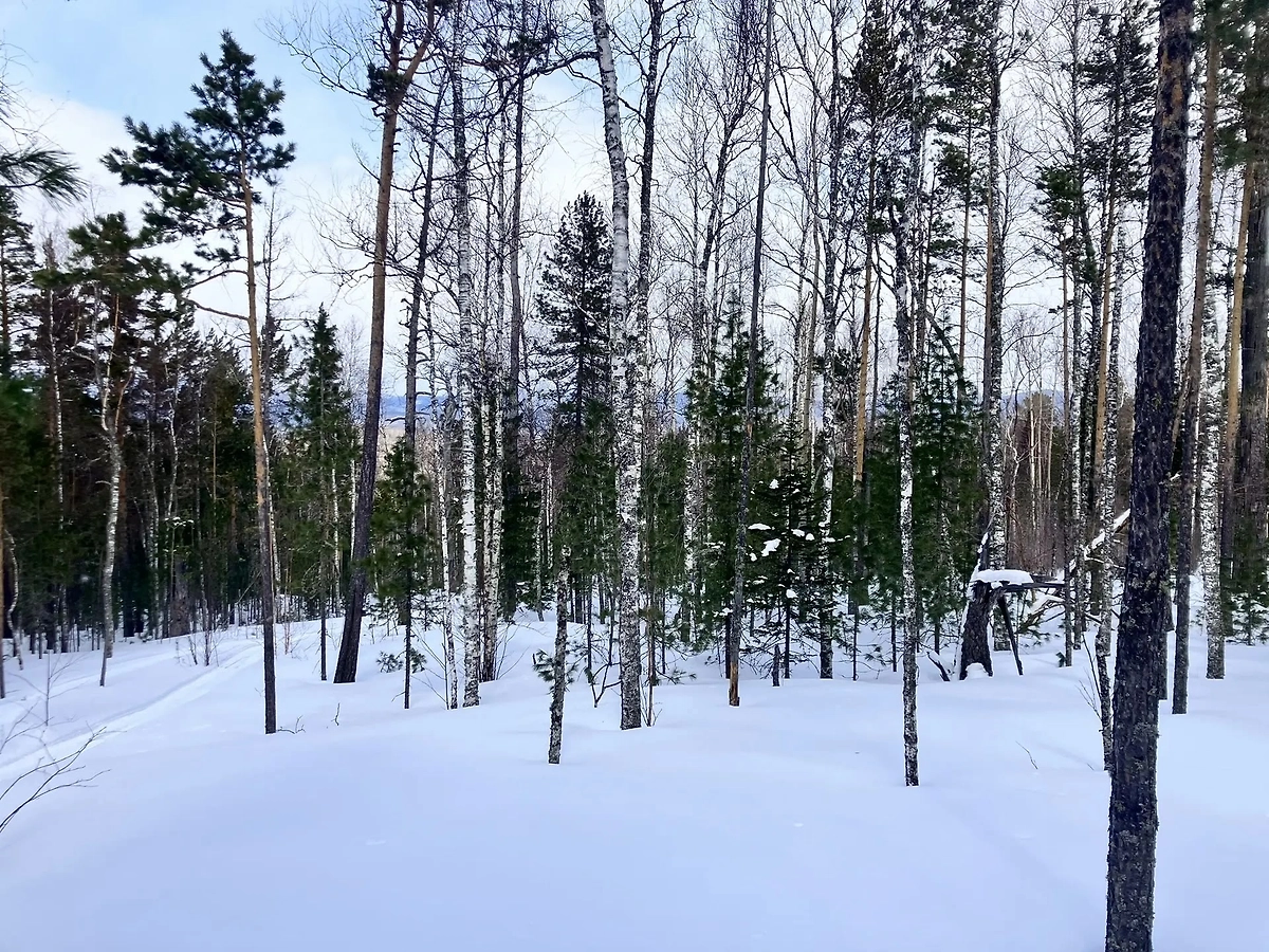 Лес, в котором ищут следы Усольцевых. Фото &copy; VK / КГКУ «Спасатель»