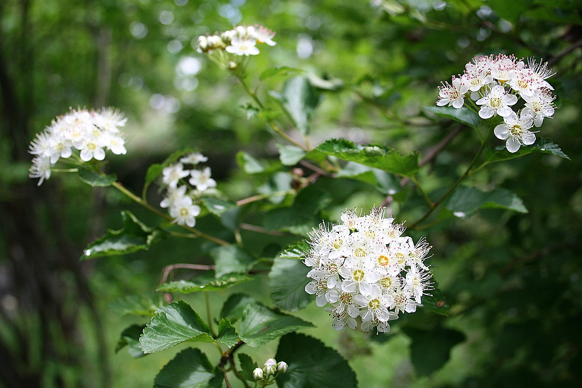 Пузыреплодник: даёт ли плоды, когда и как цветёт. Фото © Wikipedia / Jean-Pol GRANDMONT