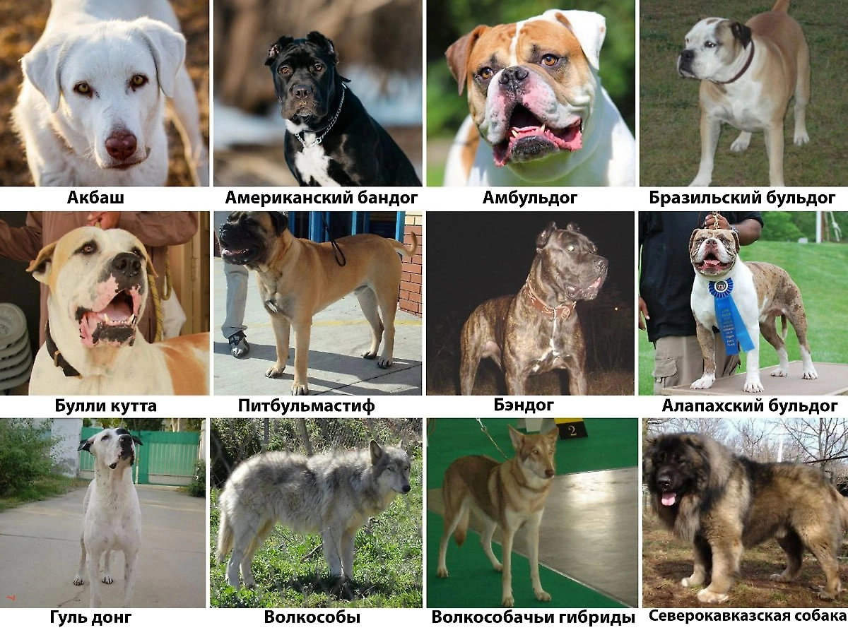 Перечень собак для выгула в наморднике. Фото © Shutterstock / FOTODOM / Zilberbord Oksana, MJ2 Photos, Kuznetsov Alexey, © Wikipedia / Shaffu007, Tacosunda, Mjrustline, HLeeRobinson, Mariomassone, Elżbieta Wojtko Orinek7, Stephany Ruso, Dog Bullmastiff 600, Ciccio9821, Mjrustline