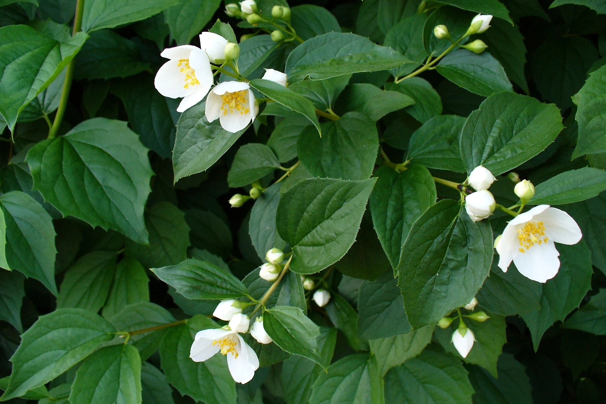 Чубушник, или жасмин: как называется и как вырастить. Фото © Wikipedia / Malte