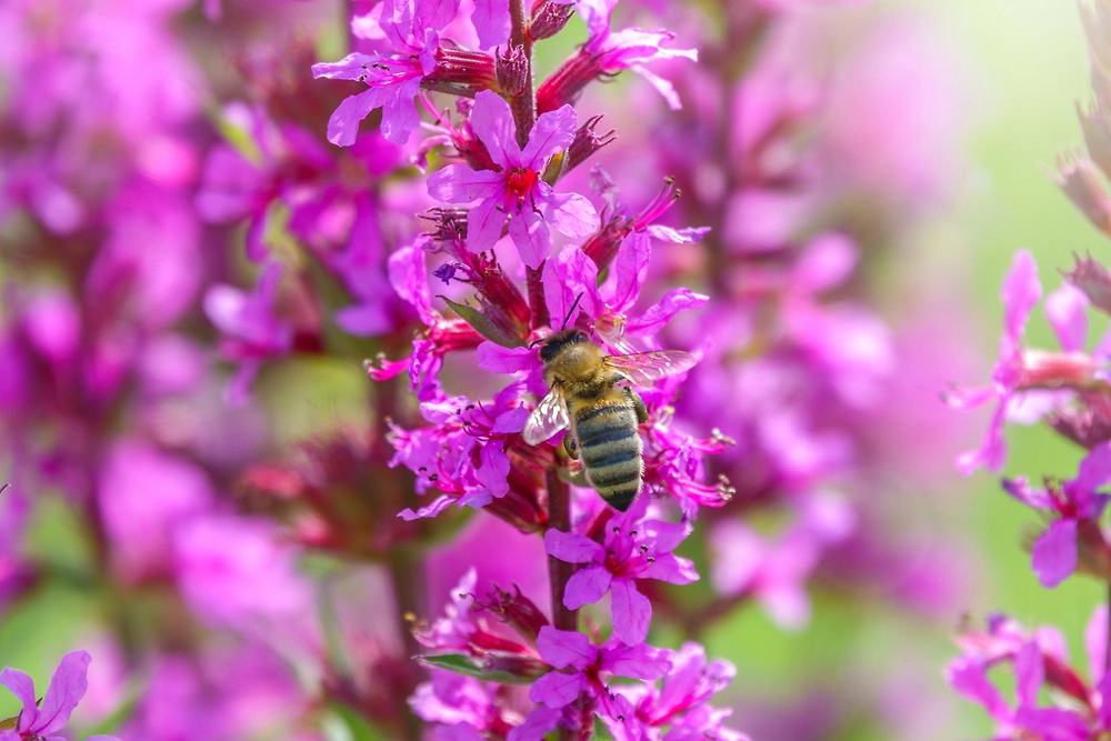 Дербенник — когда лучше посадить и как цветёт. Фото © Shutterstock / FOTODOM / Dark_Side