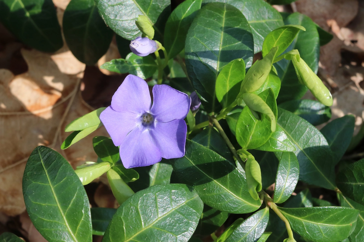 Барвинок: когда цветёт. Фото © Wikipedia / George Chernilevsky