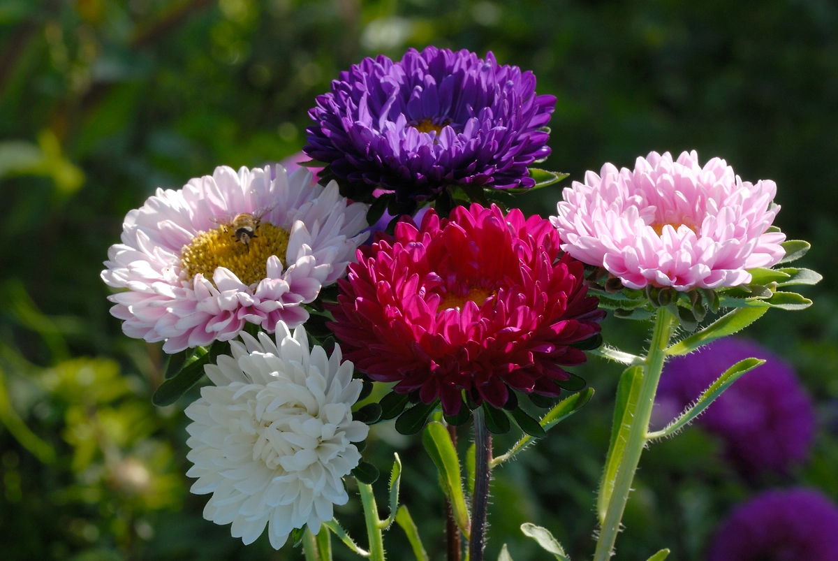 Астры: когда цветут, луковичные или нет. Фото © Shutterstock / FOTODOM / Walter Erhardt