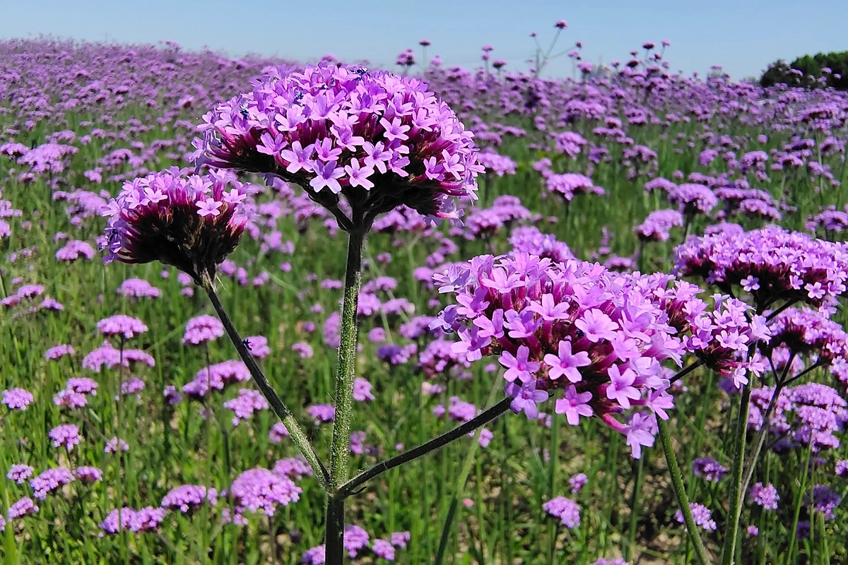 Вербена: где и как цветёт. Фото © Wikipedia