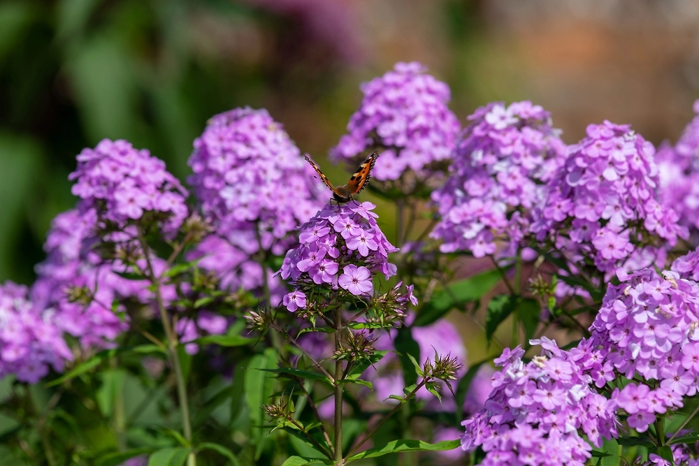 Флоксы: расцветки, уход, время посадки. Фото © Shutterstock / FOTODOM / Tom Meaker