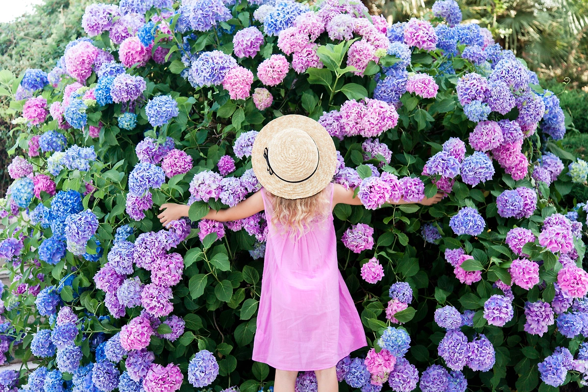 Гортензия: когда цветёт, надо ли укрывать на зиму. Фото © Shutterstock / FOTODOM / Marina April