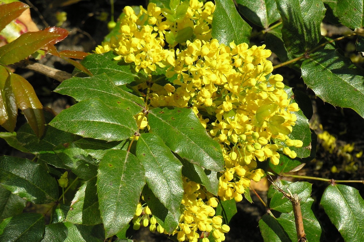 Магония: где лучше посадить. Фото © Wikipedia