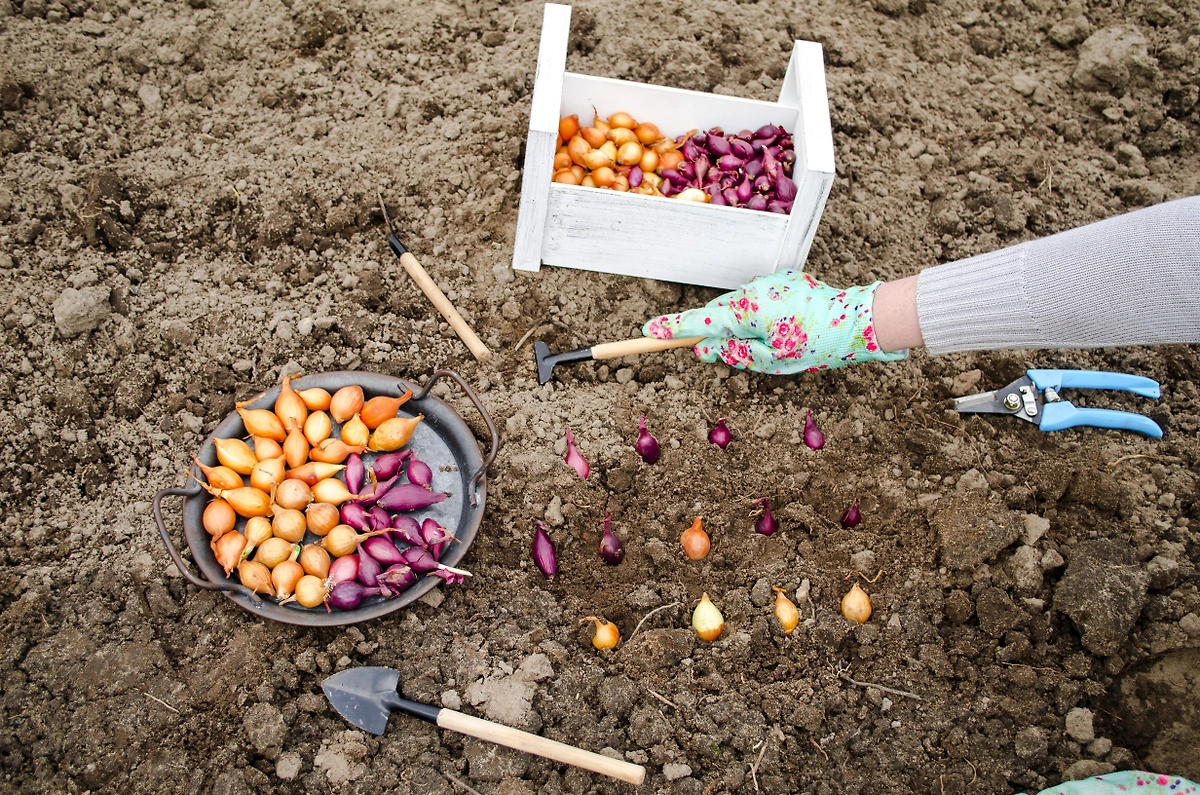 Как посадить лук-севок? Полный гид по посадке: сроки и правила. Фото © Shutterstock / FOTODOM / Julia Shutikova