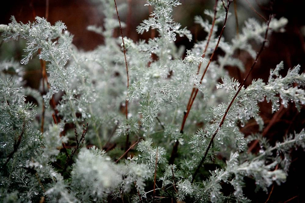 Народные методы защиты сада от вредителей: опыт советских садоводов. Фото © ТАСС / Валерий Матыцин