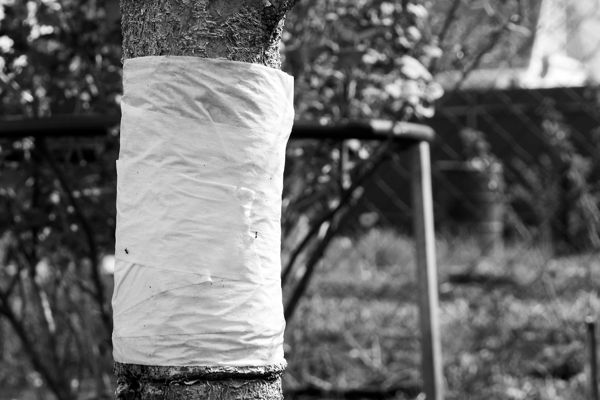 Дешёвые средства для сада, которыми пользовались в СССР. Фото © Shutterstock / FOTODOM / VPales