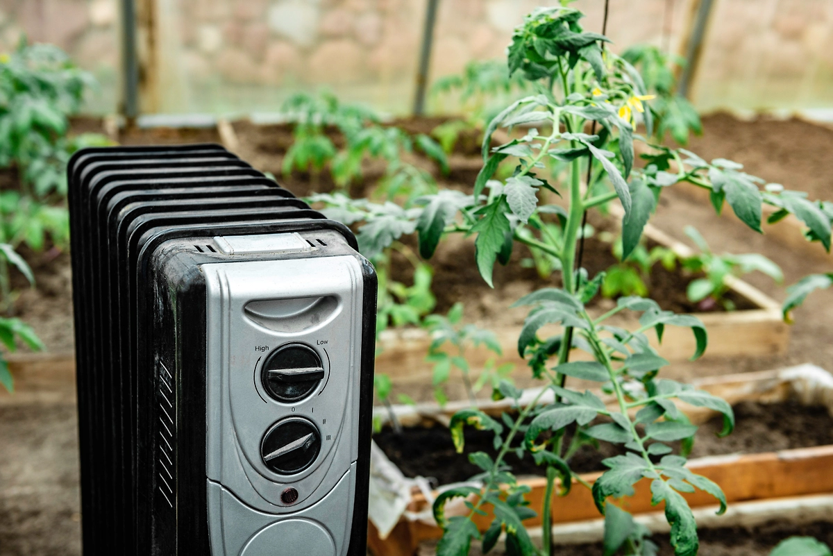 Защита рассады от заморозков: как защитить рассаду в апреле 2026? Фото © Shutterstock / FOTODOM / Natallia Ploskaya