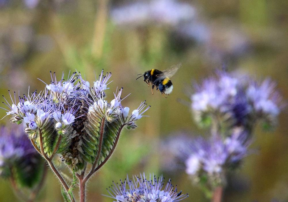 Когда сеять фацелию. Фото © ТАСС / dpa / picture-alliance / Soeren Stache