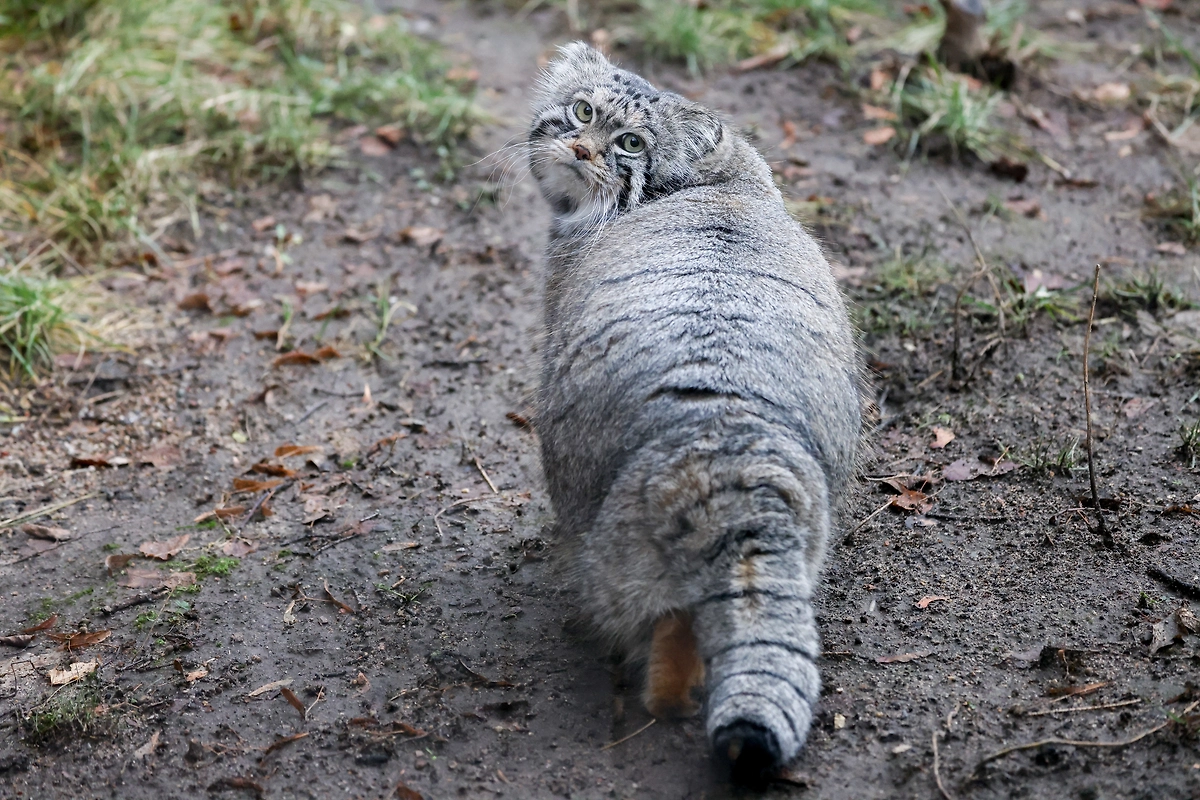 Почему манулы занесены в Красную книгу и как их спасают. Фото © ТАСС / Владимир Гердо